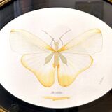 Cadre ovale Papillon