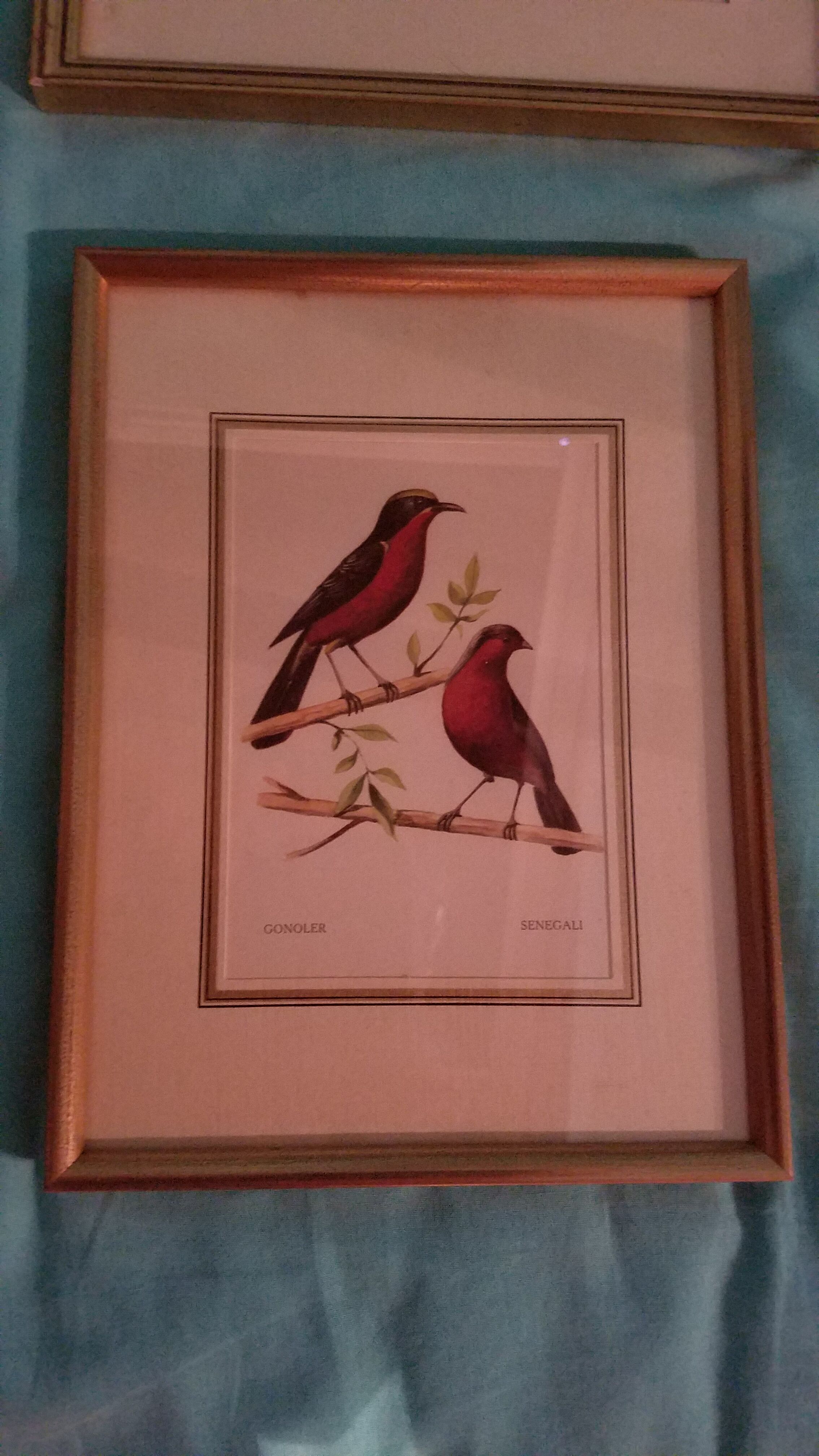 Ensemble de 7 lithographies ornithologiques encadrées