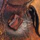 Bull leather omersa
