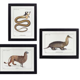 Set of 3 chimera lithograph animal engraving