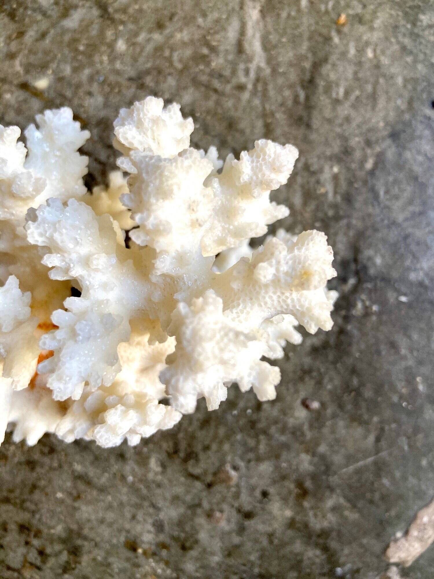 Acropora, corail blanc