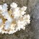 Acropora, corail blanc