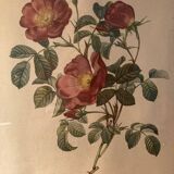 Lot de deux lithographies Rose Redouté