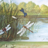 Poster "Dragonfly" published by Offsetdruckerei Friecke & Co 1951