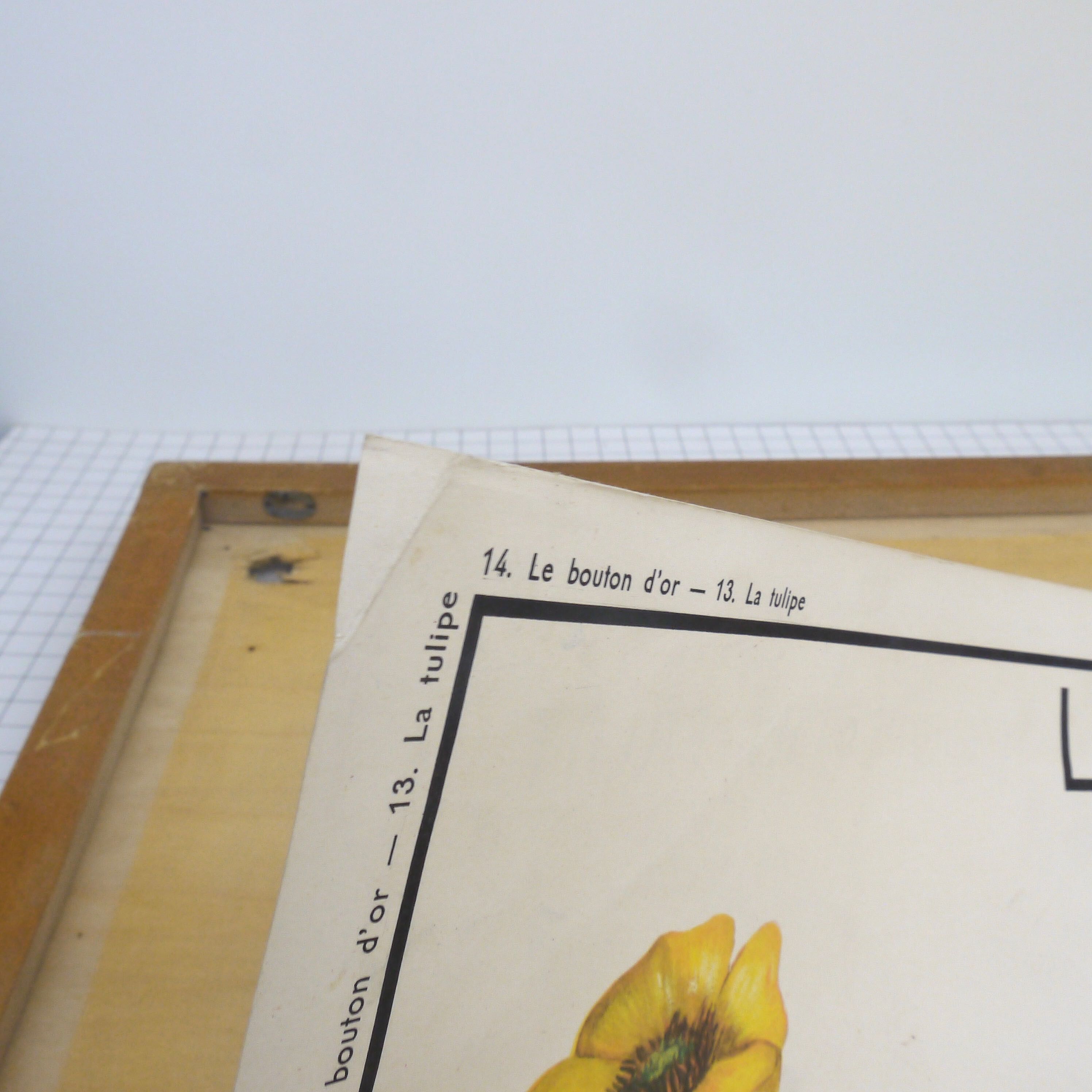 Educational poster rossignol - the tulip & gold button