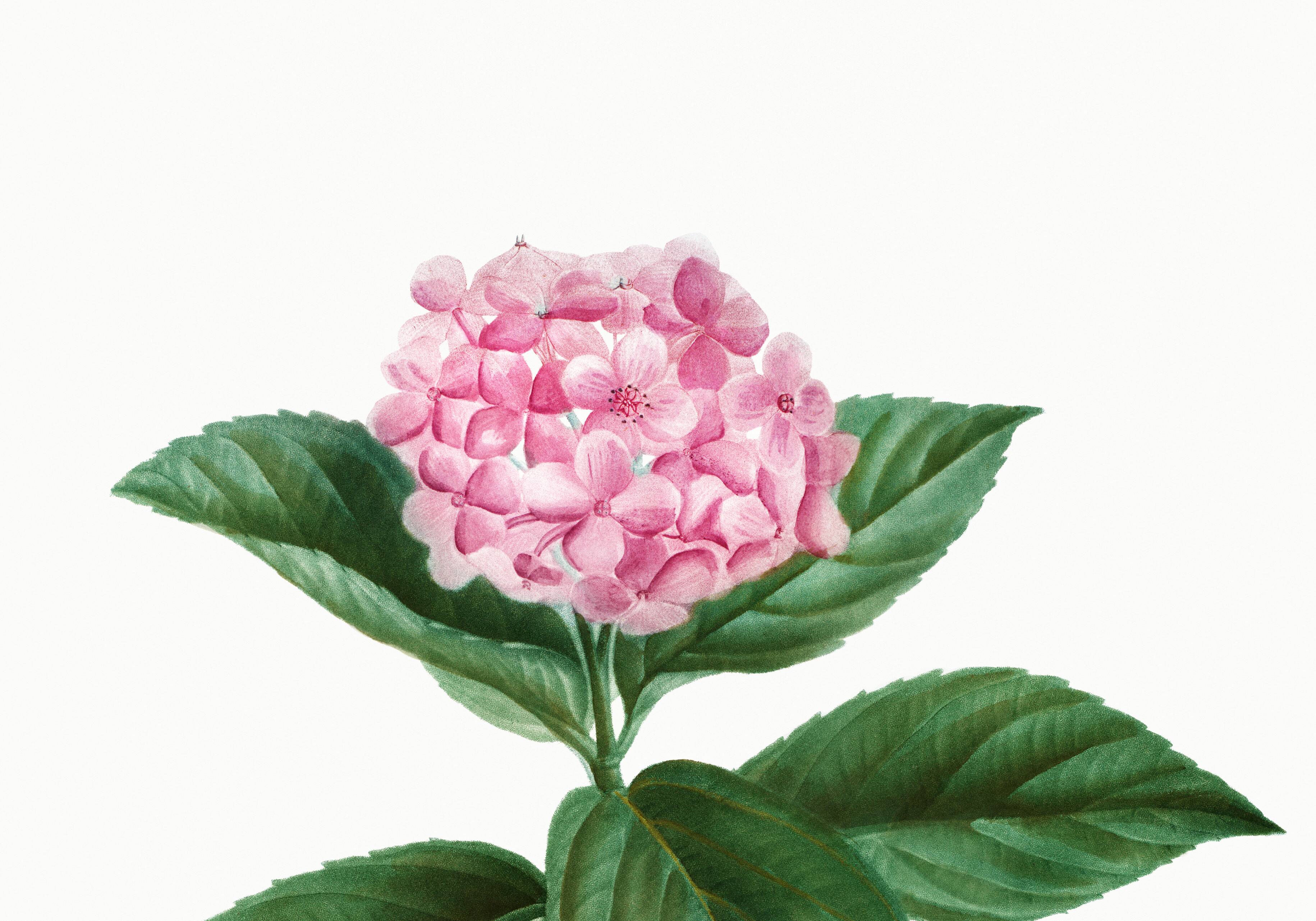 Botanical poster on the Hydrangea, after an engraving from 1802