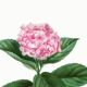 Botanical poster on the Hydrangea, after an engraving from 1802