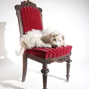 Nineteenth-century French carved chair with red velvet