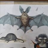 Gravure ancienne animalière