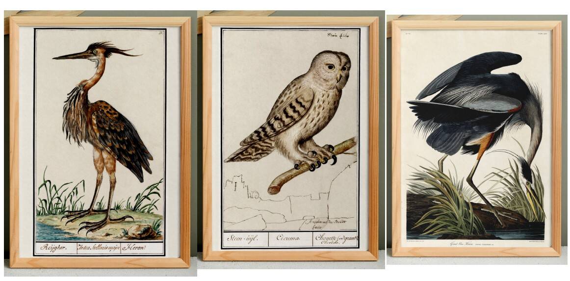 Set of 3 posters on birds, based on old engravings.