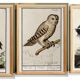 Set of 3 posters on birds, based on old engravings.