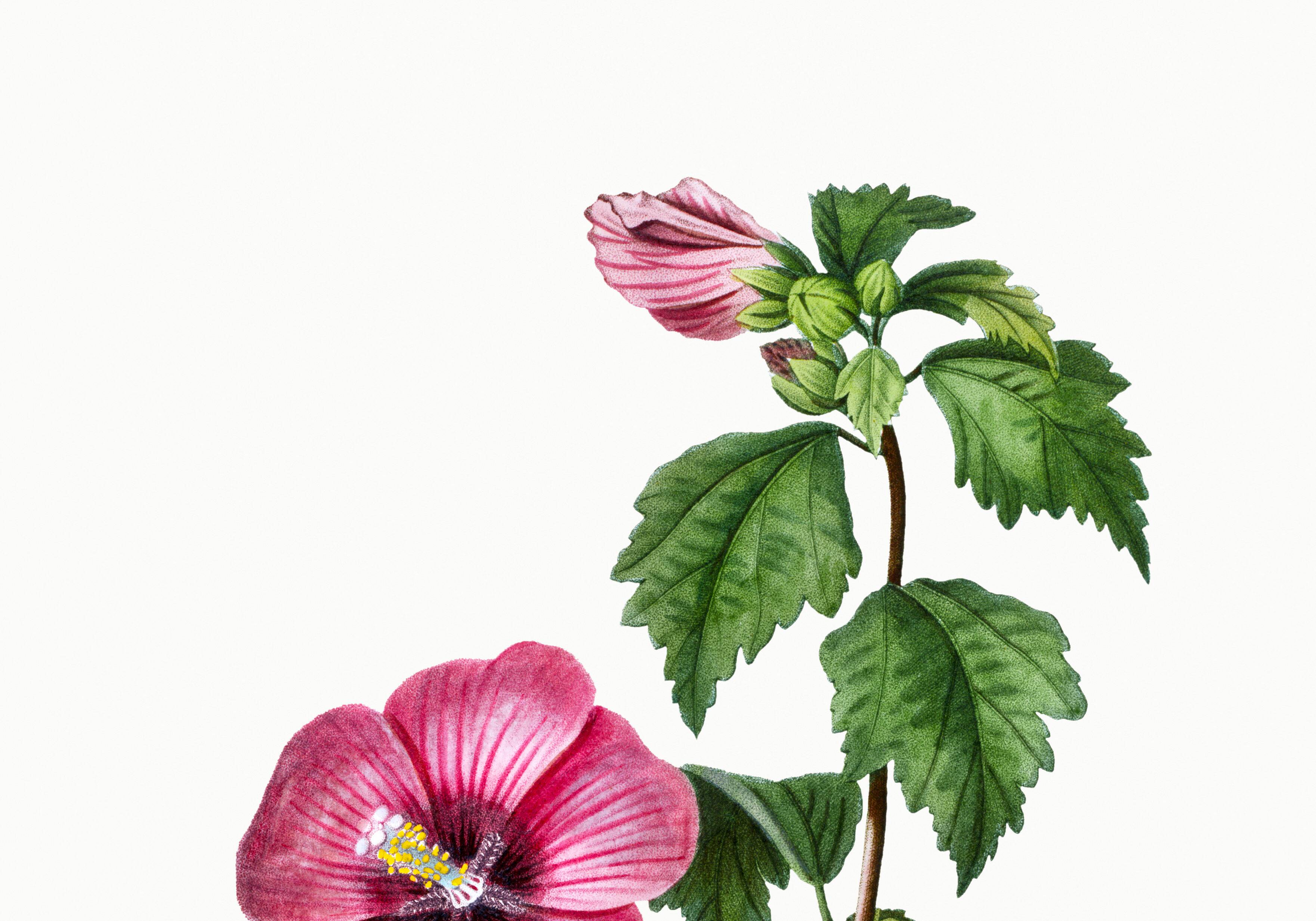 Poster about Hibiscus, based on an engraving from 1802