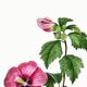 Poster about Hibiscus, based on an engraving from 1802