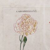 Gravure botanique tableau oeillets XVIII ème Wirsing
