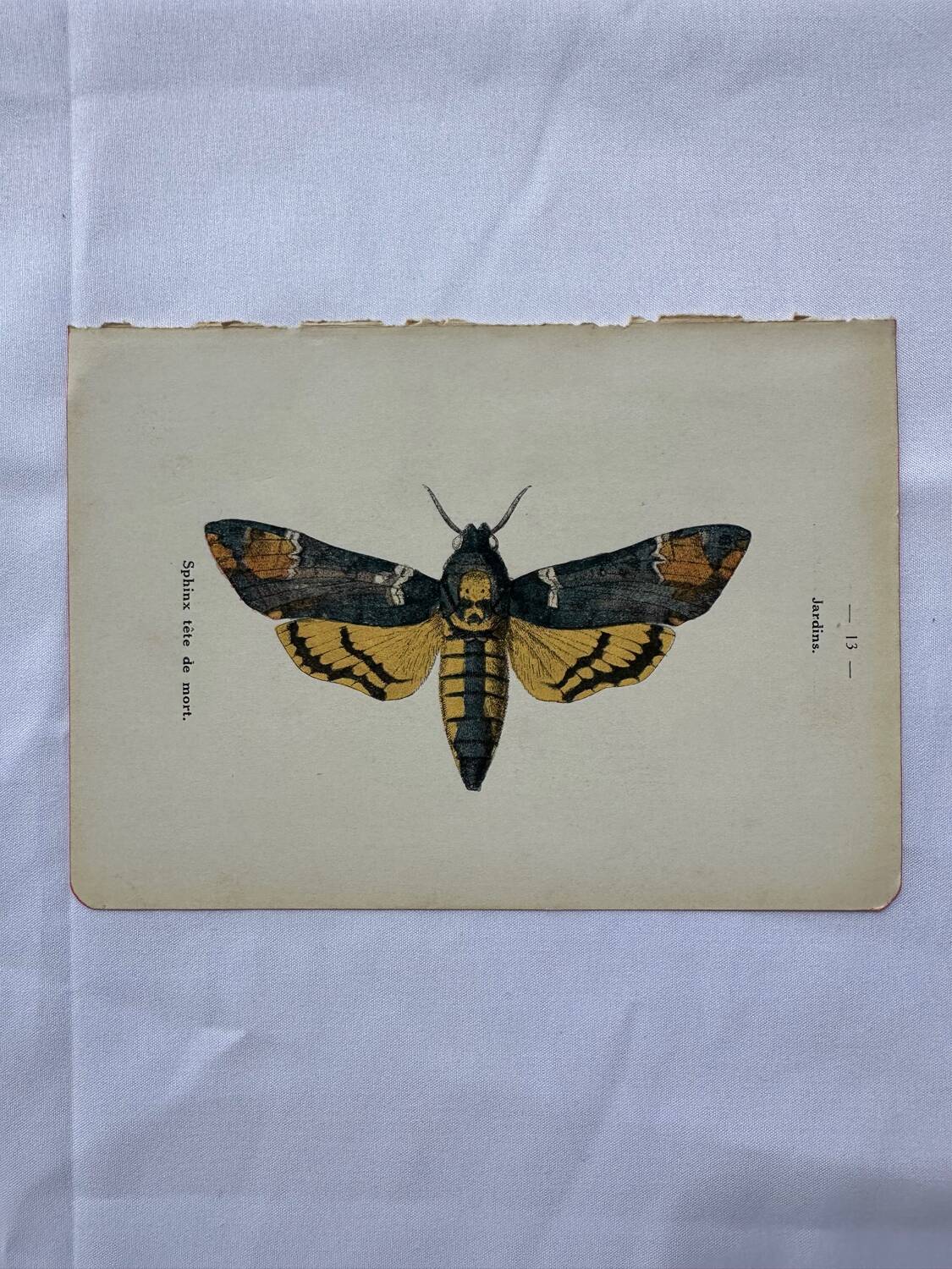 Vintage botanical engraving double-sided naturalist plate 18th century