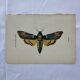 Vintage botanical engraving double-sided naturalist plate 18th century