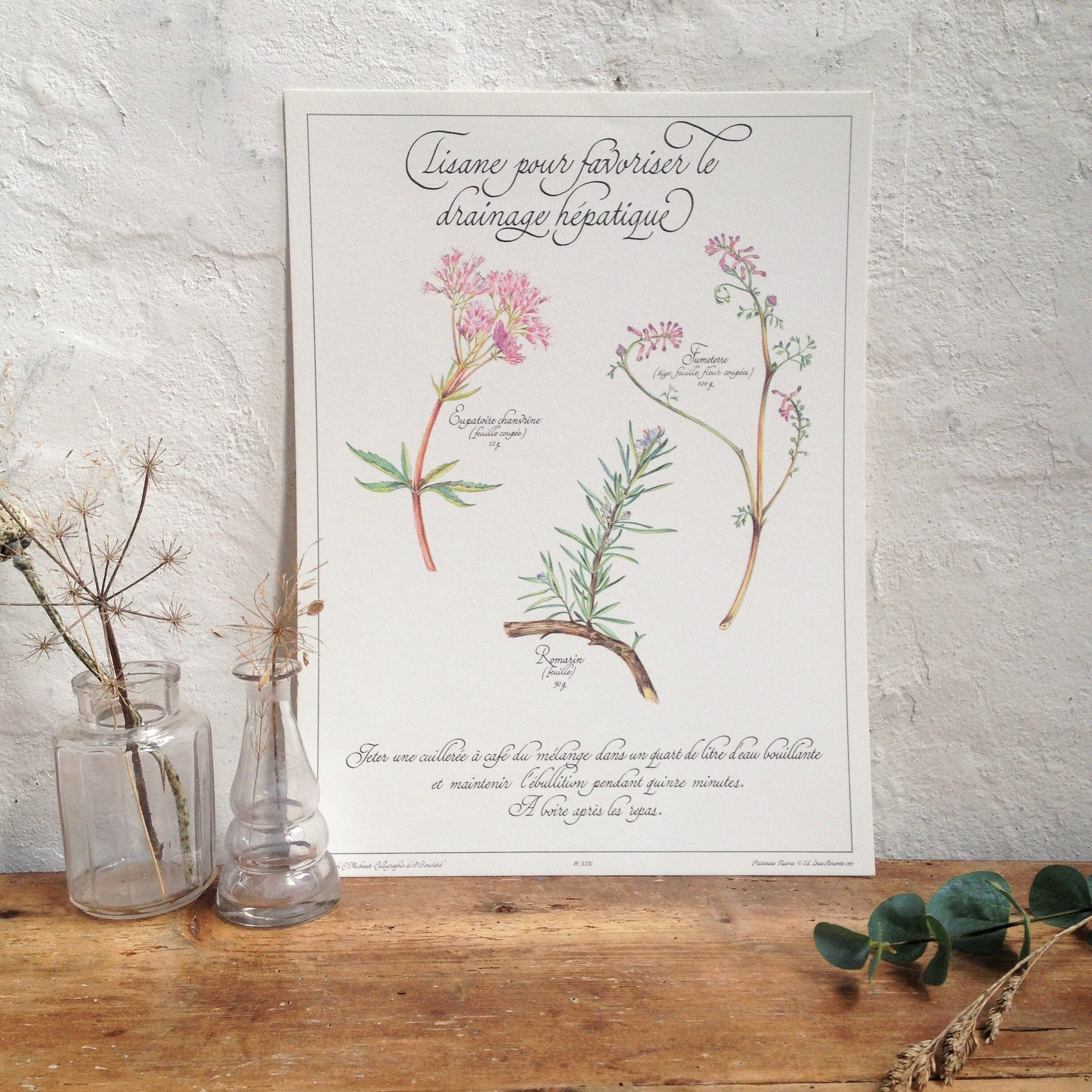 Botanical poster: tisane