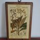 Set of 4 botanical boards with wooden frames