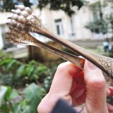 Antique metal sugar tongs in the shape of a lion's paw.