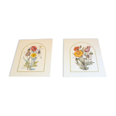 2 gravures botaniques issues de Art et decor 104
