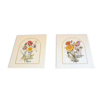 2 gravures botaniques issues de Art et decor 104