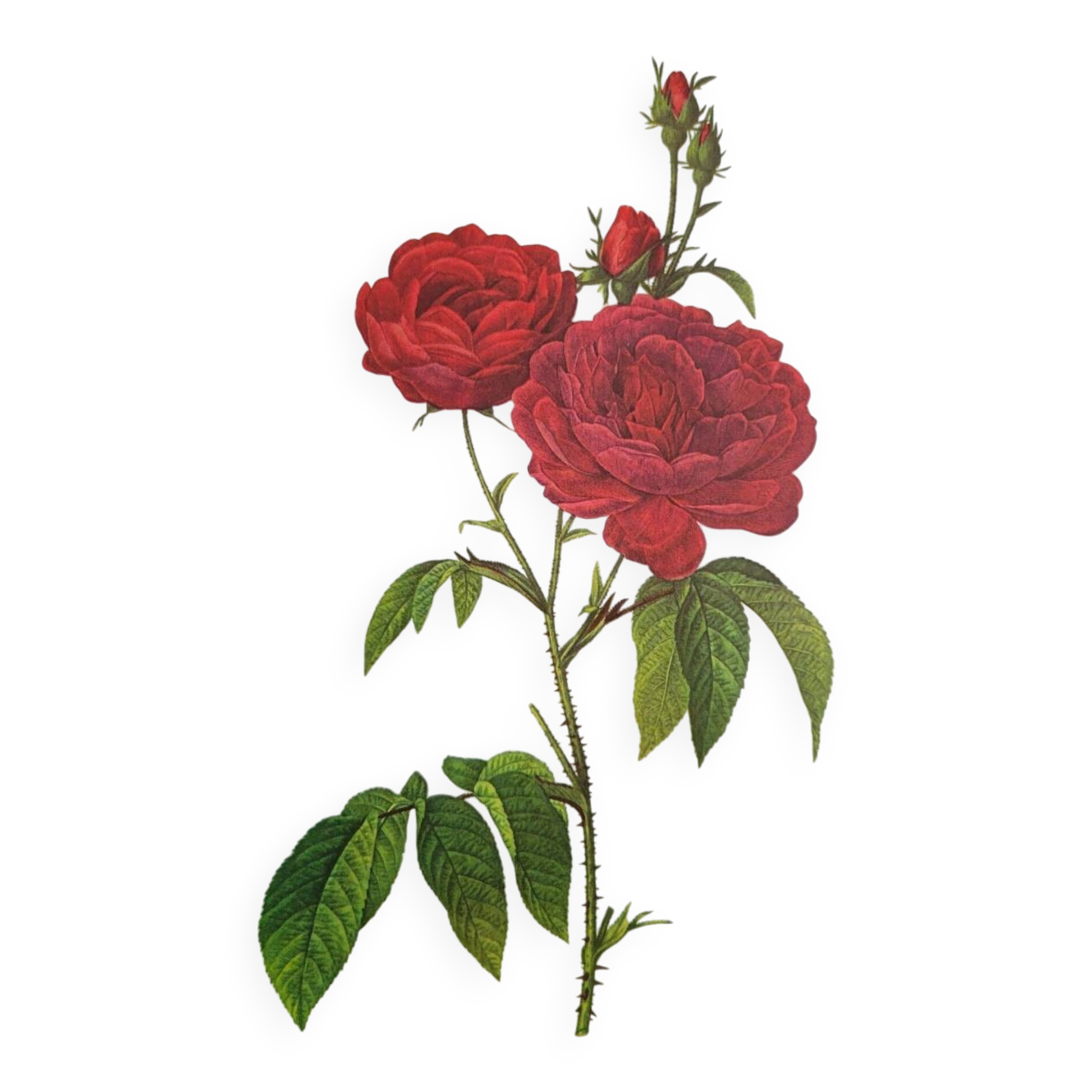 Botanical plate Rose Bishop P. J. Redouté 1960