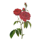 Botanical plate Rose Bishop P. J. Redouté 1960