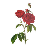 Botanical plate Rose Bishop P. J. Redouté 1960