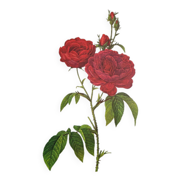 Botanical plate Rose Bishop P. J. Redouté 1960