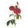 Botanical plate Rose Bishop P. J. Redouté 1960