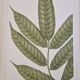 La Roche Laffitte (Born in 1943) - Watercolour drawing on silk - Ash