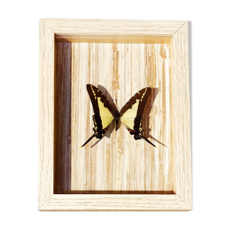 Yellow and black Butterfly framed