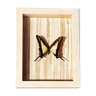 Yellow and black Butterfly framed