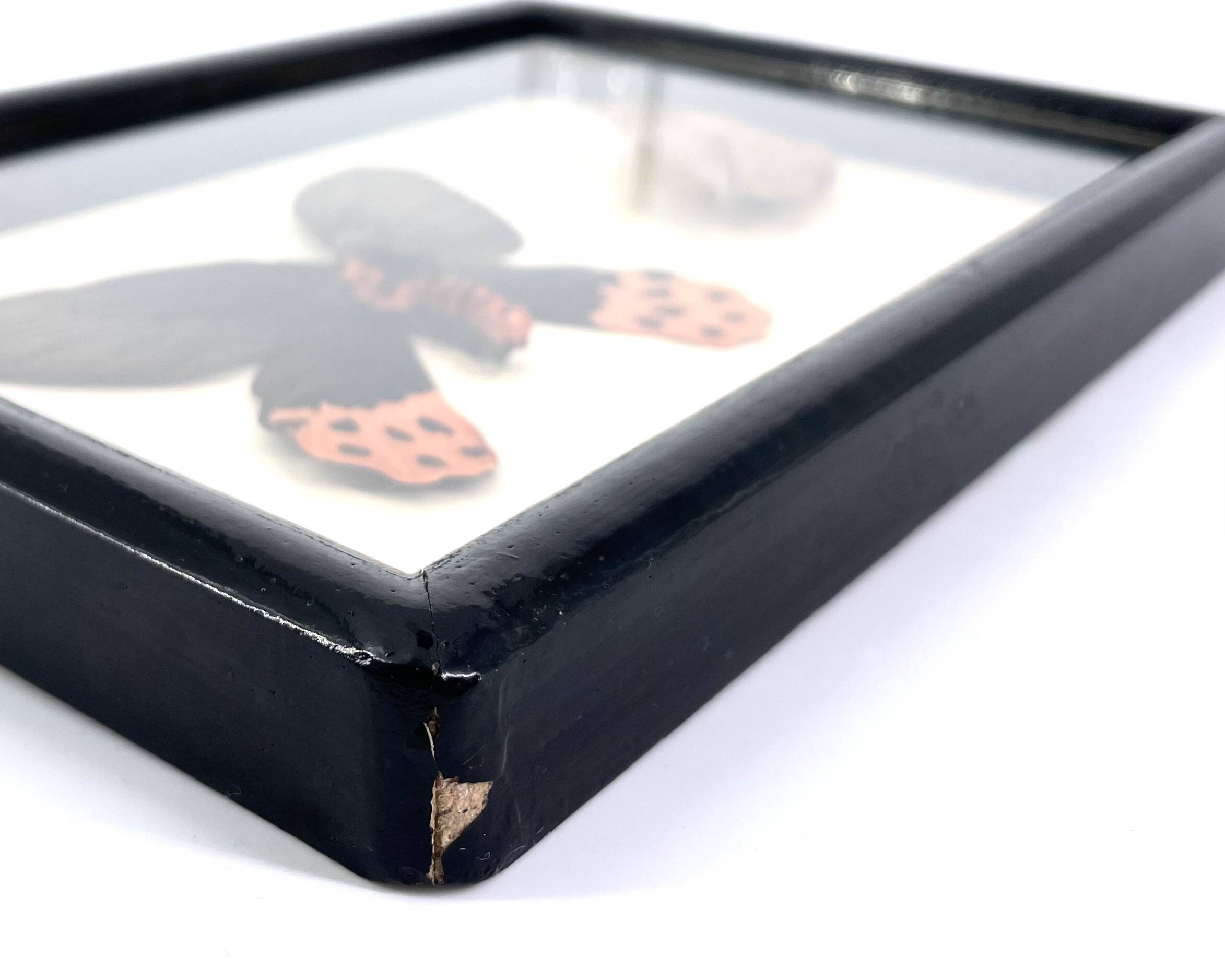 Black window frame with stuffed butterflies, 1970s