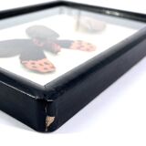 Black window frame with stuffed butterflies, 1970s