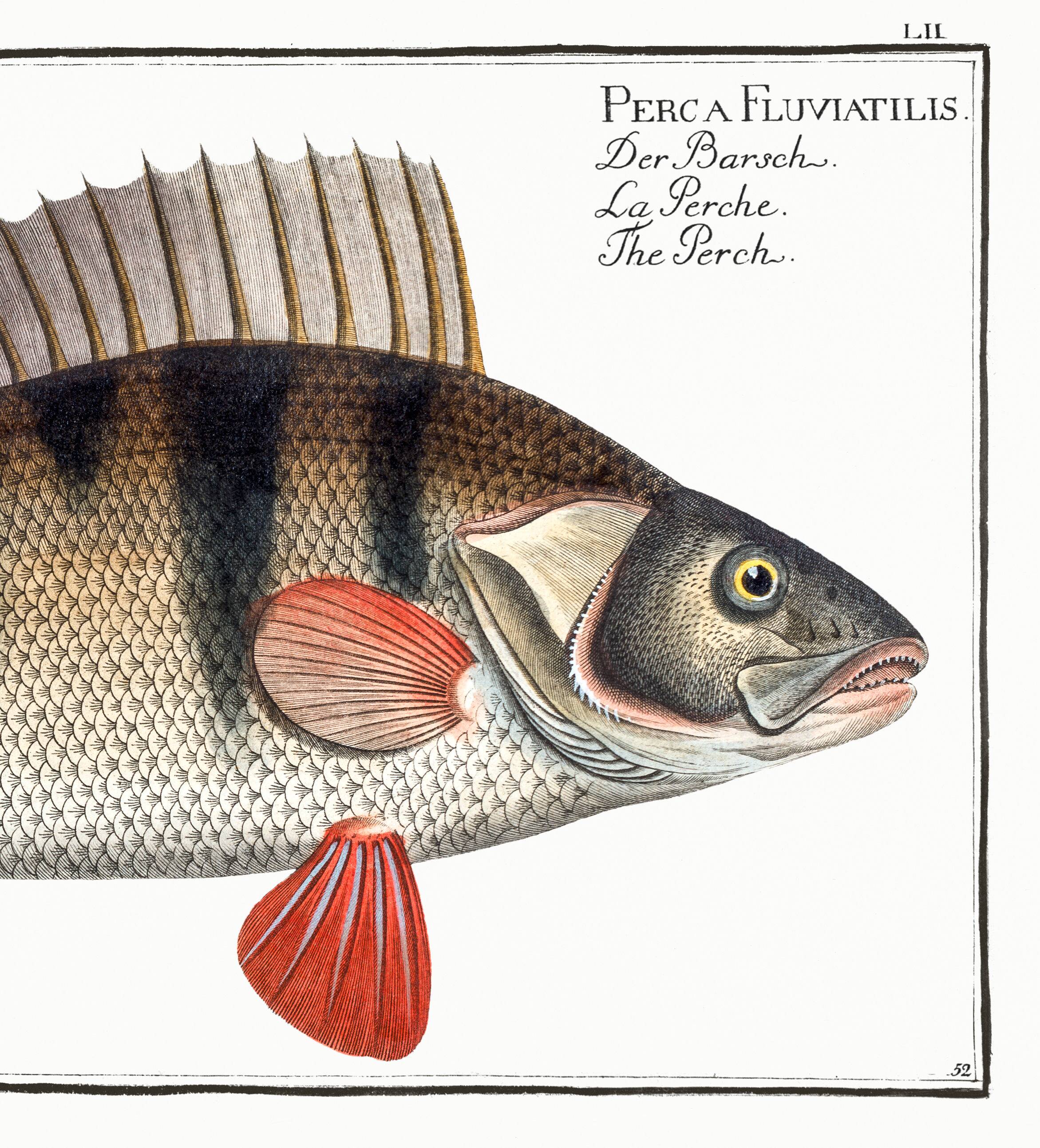 Poster on the pole, based on an old engraving from 1746.