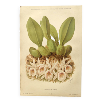 Gravure de fleur 1899 - Trichopilia - Planche botanique florale