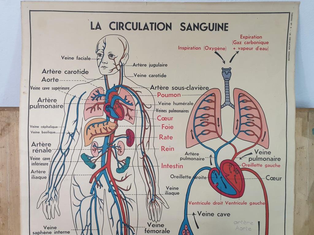 School anatomy poster