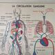 School anatomy poster