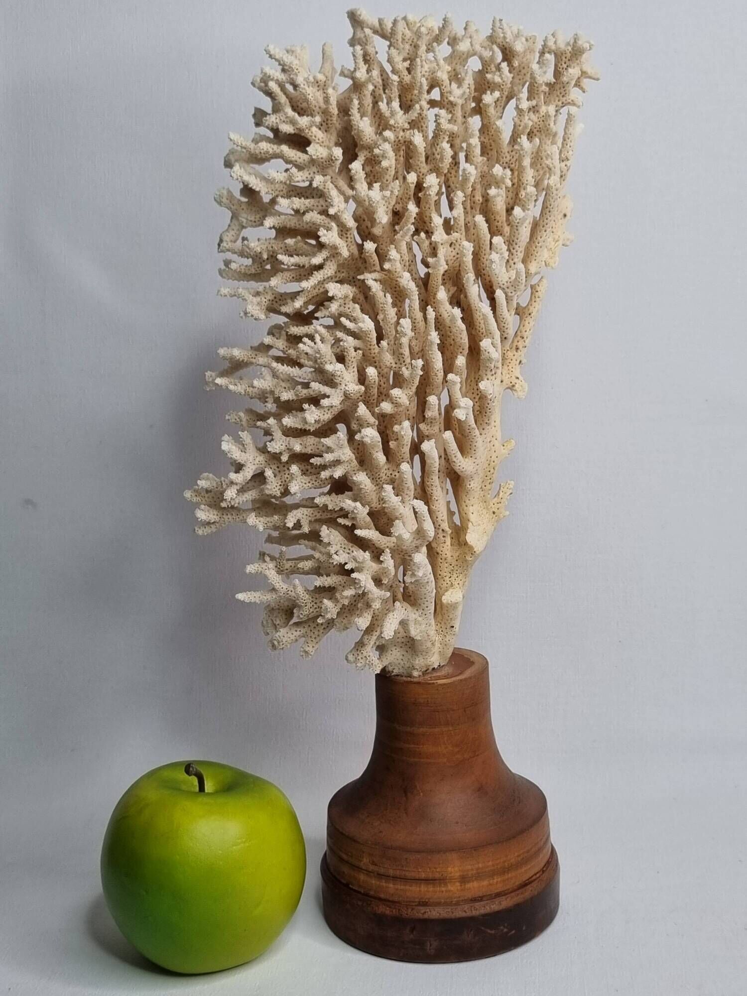 Antique natural coral on turned wooden base, 38 cm