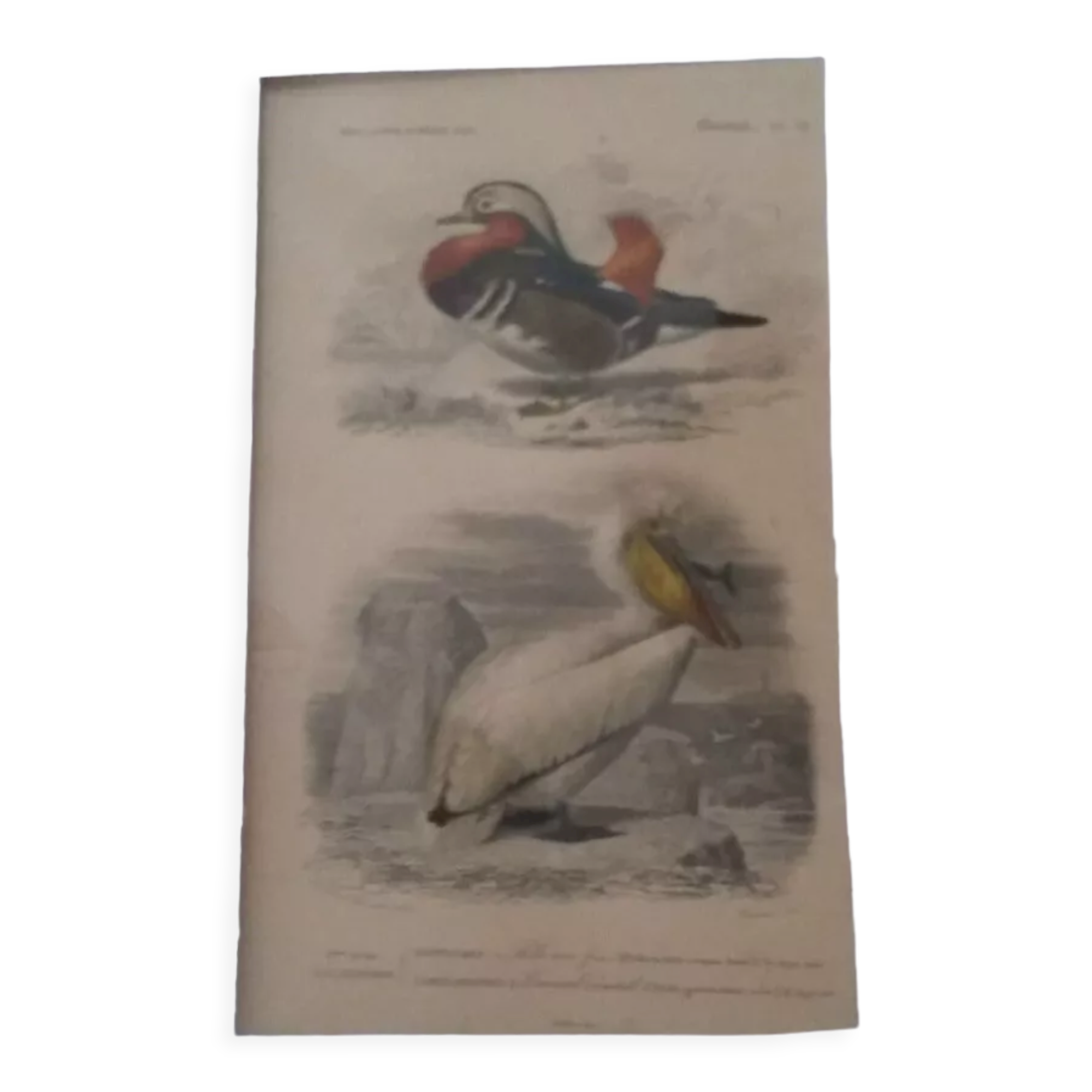 Antique print XIXth palmiped birds