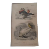 Gravure ancienne XIXème oiseaux palmipèdes