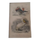 Gravure ancienne XIXème oiseaux palmipèdes