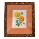 Watercolour Tableau Iconography Flowers Naturalism Rose Tagetes erecta nature