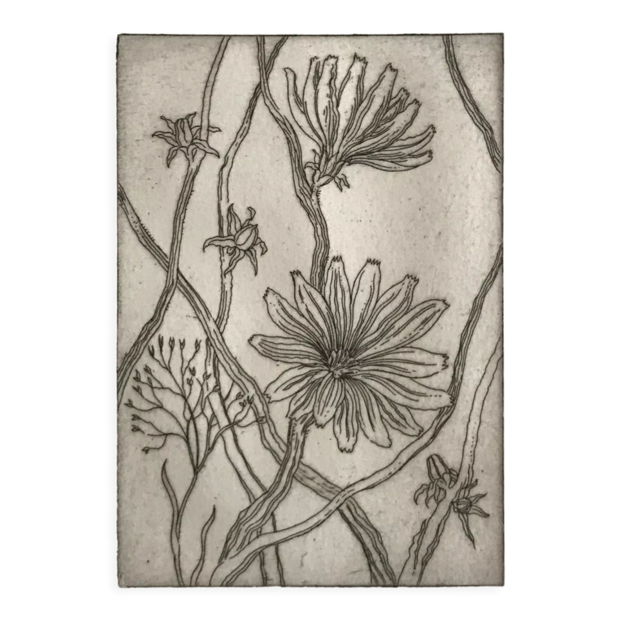 Etching signed by violayne hulné, study of clematis, 1984