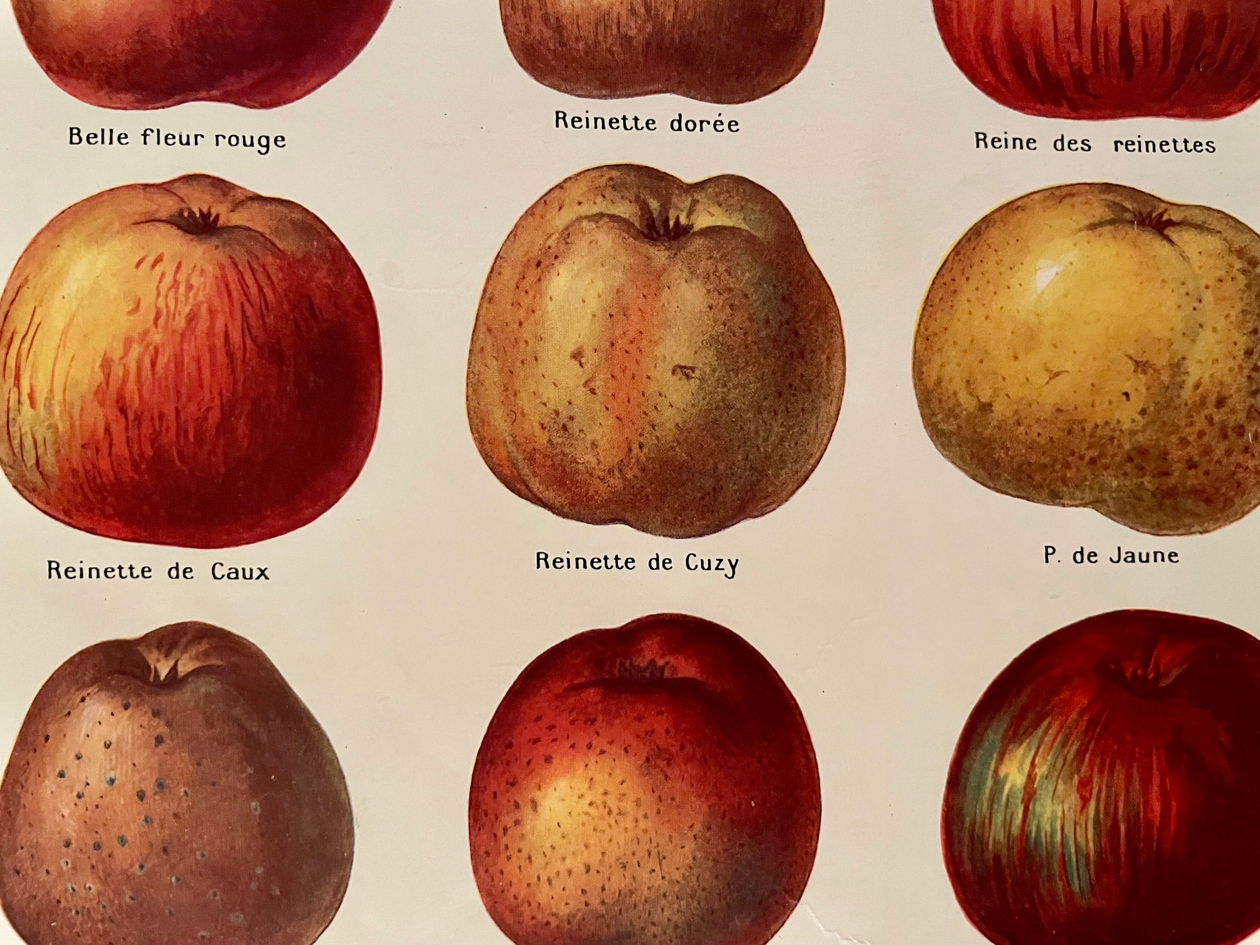 Lithograph on apples from 1921