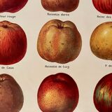 Lithograph on apples from 1921