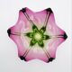 Murano Bowl - Sommerso - 29cm - 1960