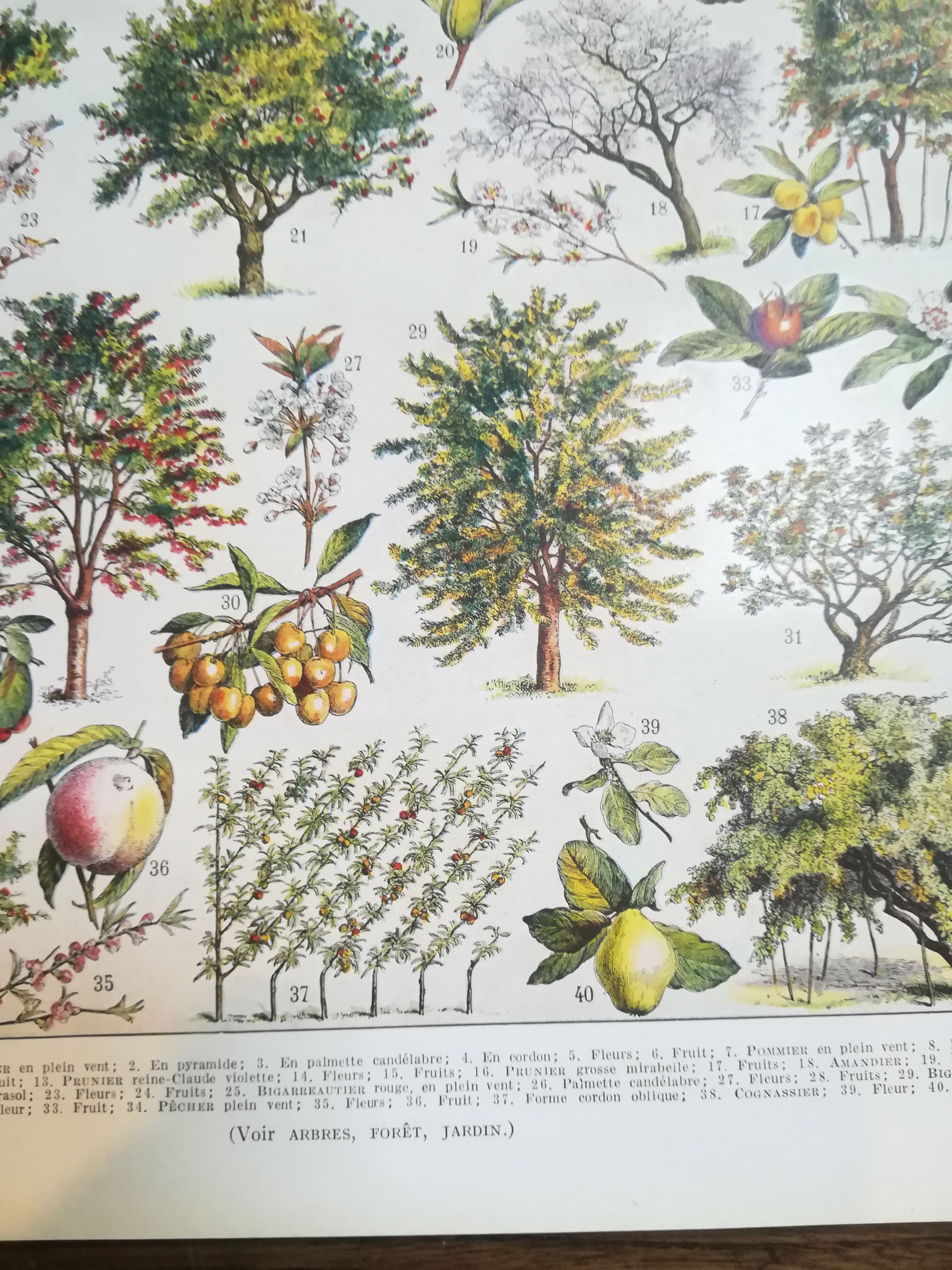 Lithographie sur les arbres fruitiers de 1928 "verger"