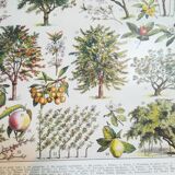 Lithographie sur les arbres fruitiers de 1928 "verger"